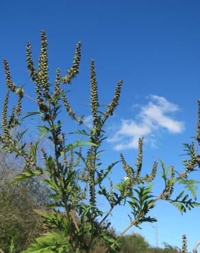 Fotografia 6 da espécie Ambrosia artemisiifolia no Jardim Botânico UTAD