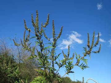 Fotografia da espécie Ambrosia artemisiifolia