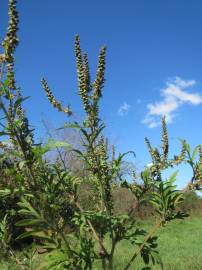 Fotografia da espécie Ambrosia artemisiifolia