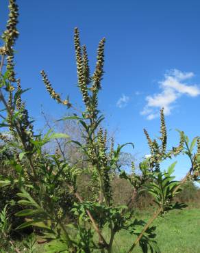 Fotografia 7 da espécie Ambrosia artemisiifolia no Jardim Botânico UTAD