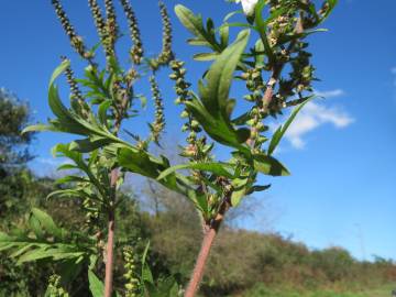 Fotografia da espécie Ambrosia artemisiifolia