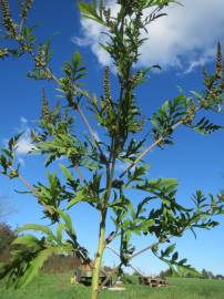 Fotografia da espécie Ambrosia artemisiifolia