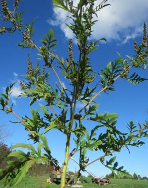 Fotografia 12 da espécie Ambrosia artemisiifolia no Jardim Botânico UTAD