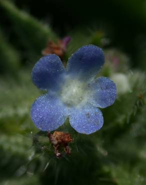 Fotografia 3 da espécie Anchusa arvensis no Jardim Botânico UTAD