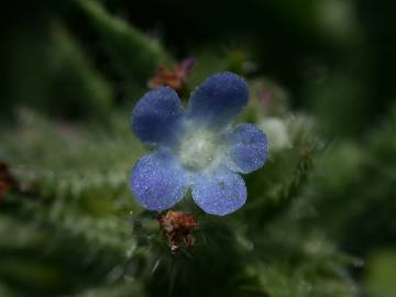 Fotografia da espécie Anchusa arvensis