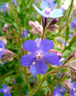 Fotografia 1 da espécie Anchusa arvensis no Jardim Botânico UTAD