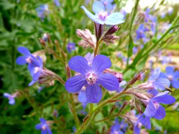 Fotografia da espécie Anchusa arvensis