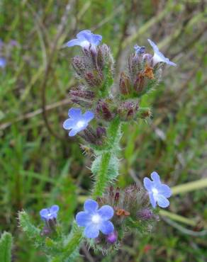 Fotografia 4 da espécie Anchusa arvensis no Jardim Botânico UTAD