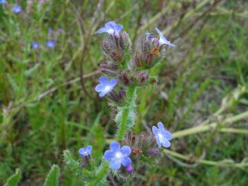 Fotografia da espécie Anchusa arvensis