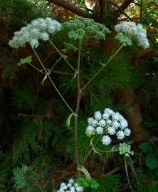 Fotografia da espécie Angelica sylvestris