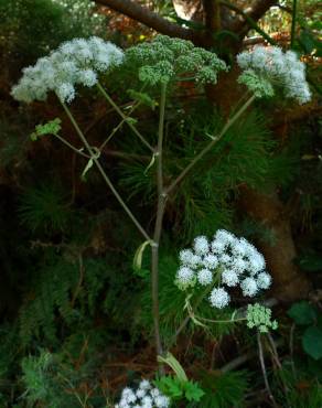 Fotografia 4 da espécie Angelica sylvestris no Jardim Botânico UTAD