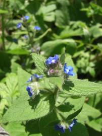 Fotografia da espécie Anchusa arvensis