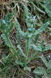 Fotografia da espécie Anchusa arvensis