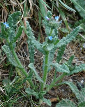 Fotografia 7 da espécie Anchusa arvensis no Jardim Botânico UTAD