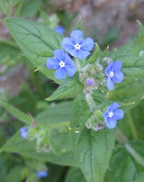 Fotografia 8 da espécie Anchusa arvensis no Jardim Botânico UTAD