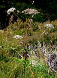 Fotografia da espécie Angelica sylvestris