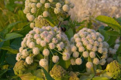 Fotografia da espécie Angelica sylvestris