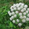 Fotografia 7 da espécie Angelica sylvestris do Jardim Botânico UTAD