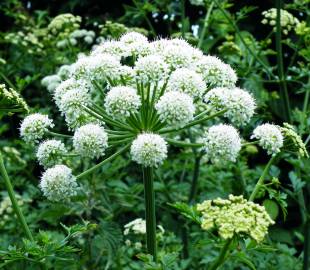 Fotografia da espécie Angelica sylvestris