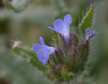 Fotografia da espécie Anchusa arvensis