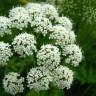 Fotografia 9 da espécie Angelica sylvestris do Jardim Botânico UTAD