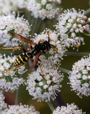 Fotografia 11 da espécie Angelica sylvestris no Jardim Botânico UTAD