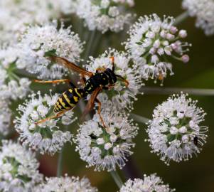 Fotografia da espécie Angelica sylvestris