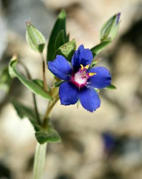 Fotografia 10 da espécie Anagallis foemina no Jardim Botânico UTAD