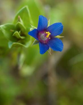 Fotografia 11 da espécie Anagallis foemina no Jardim Botânico UTAD