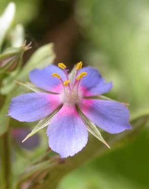 Fotografia 12 da espécie Anagallis foemina no Jardim Botânico UTAD