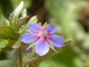 Fotografia da espécie Anagallis foemina