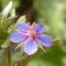 Fotografia 12 da espécie Anagallis foemina do Jardim Botânico UTAD