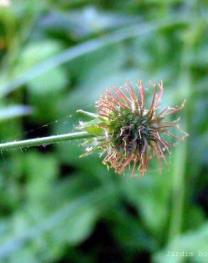 Fotografia 3 da espécie Geum hispidum no Jardim Botânico UTAD