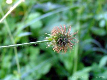 Fotografia da espécie Geum hispidum