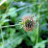 Fotografia 3 da espécie Geum hispidum do Jardim Botânico UTAD