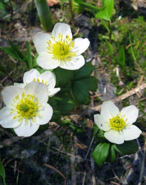 Fotografia 9 da espécie Anemone narcissiflora no Jardim Botânico UTAD