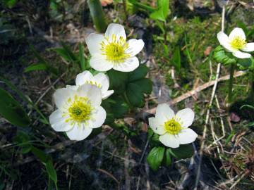 Fotografia da espécie Anemone narcissiflora