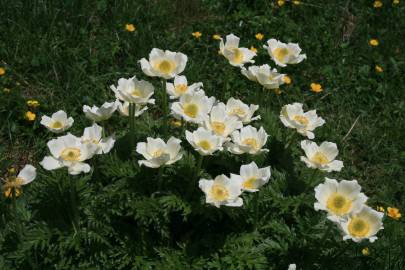 Fotografia da espécie Anemone narcissiflora