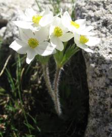 Fotografia da espécie Anemone narcissiflora