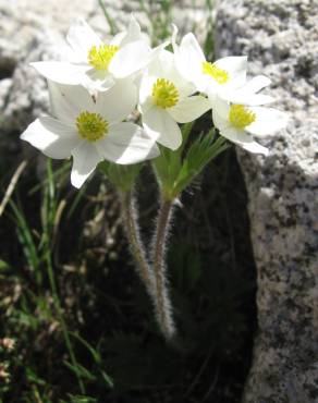 Fotografia 12 da espécie Anemone narcissiflora no Jardim Botânico UTAD