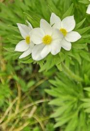 Fotografia da espécie Anemone narcissiflora