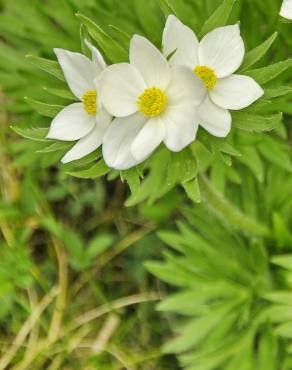 Fotografia 13 da espécie Anemone narcissiflora no Jardim Botânico UTAD