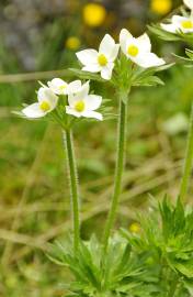 Fotografia da espécie Anemone narcissiflora