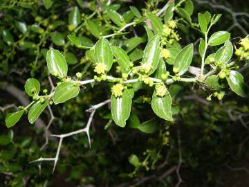 Fotografia da espécie Ziziphus lotus