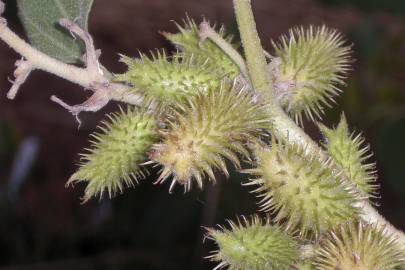 Fotografia da espécie Xanthium strumarium