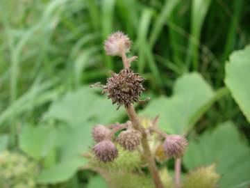 Fotografia da espécie Xanthium strumarium