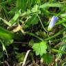 Fotografia 9 da espécie Wahlenbergia hederacea do Jardim Botânico UTAD