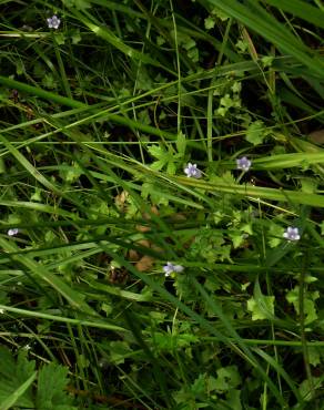 Fotografia 10 da espécie Wahlenbergia hederacea no Jardim Botânico UTAD