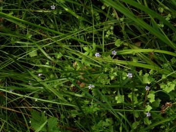 Fotografia da espécie Wahlenbergia hederacea