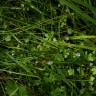 Fotografia 10 da espécie Wahlenbergia hederacea do Jardim Botânico UTAD